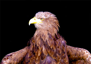 A very angry Eagle sitting with his wings spread